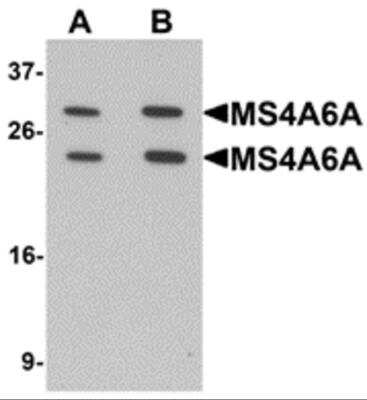 Western Blot: MS4A6A AntibodyBSA Free [NBP2-82106]