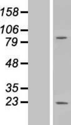 Western Blot: MS4A6A Overexpression Lysate [NBP2-05305]