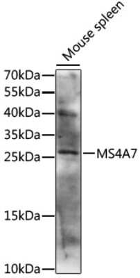 Western Blot: MS4A7 AntibodyAzide and BSA Free [NBP2-93062]