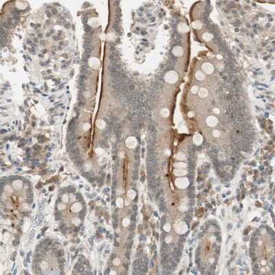 Immunohistochemistry-Paraffin: MS4A8B Antibody [NBP1-81025]