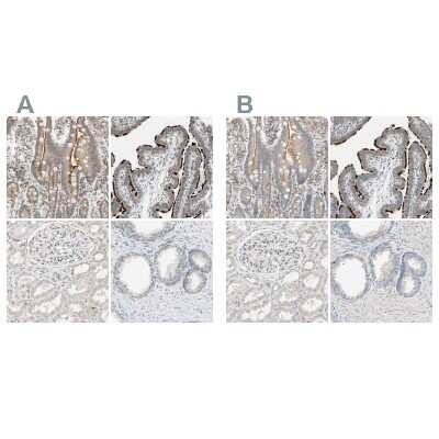 Immunohistochemistry-Paraffin: MS4A8B Antibody [NBP1-81025]