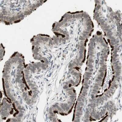 Immunohistochemistry-Paraffin: MS4A8B Antibody [NBP1-81025]