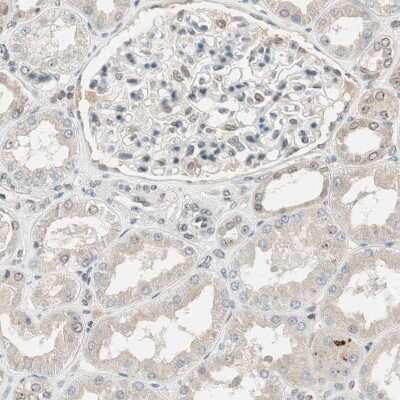 Immunohistochemistry-Paraffin: MS4A8B Antibody [NBP1-81025]