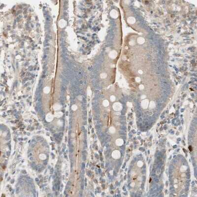 Immunohistochemistry-Paraffin: MS4A8B Antibody [NBP1-81026]