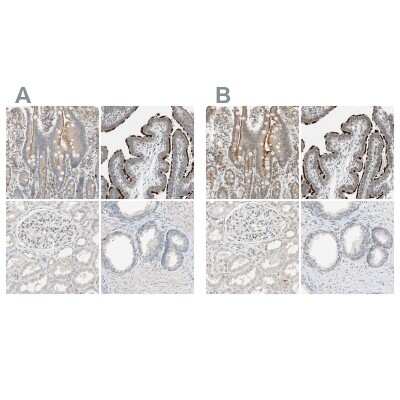 Immunohistochemistry-Paraffin: MS4A8B Antibody [NBP1-81026]