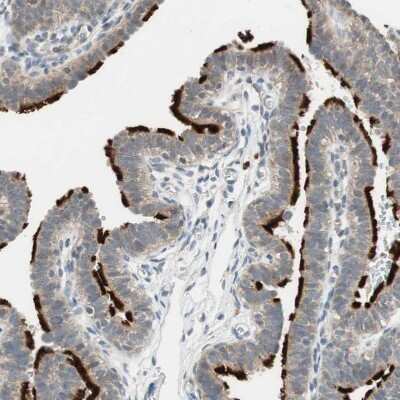 Immunohistochemistry-Paraffin: MS4A8B Antibody [NBP1-81026]