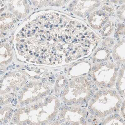 Immunohistochemistry-Paraffin: MS4A8B Antibody [NBP1-81026]
