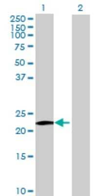 Western Blot: MS4A8B Antibody [H00083661-B02P]