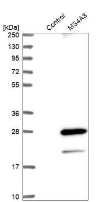 Western Blot: MS4A8B Antibody [NBP1-81025]