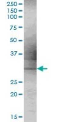 Western Blot: MSANTD3 Antibody [H00091283-B01P]