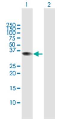 Western Blot: MSANTD3 Antibody [H00091283-B01P]