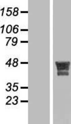 Western Blot: MSANTD4 Overexpression Lysate [NBL1-12280]