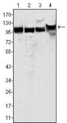 Western Blot: MSH2 Antibody (1B3)BSA Free [NB100-1767]