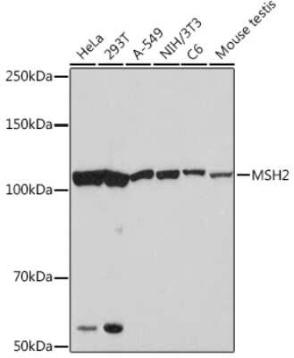 Western Blot: MSH2 Antibody (2L9I4) [NBP3-16692]