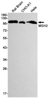 Western Blot: MSH2 Antibody (S04-8B4) [NBP3-19532]