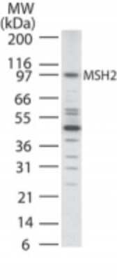 Western Blot: MSH2 Antibody [NB100-56428]