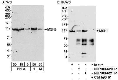 Western Blot: MSH2 Antibody [NB100-621]