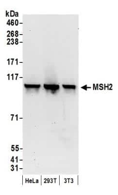 Western Blot: MSH2 Antibody [NB100-621]