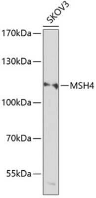 Western Blot: MSH4 AntibodyBSA Free [NBP2-94779]