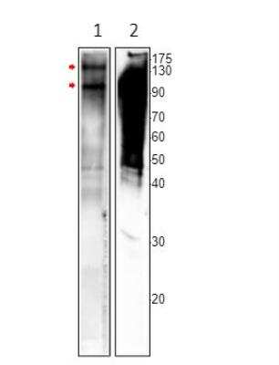 Western Blot: MSH4 Antibody [NBP3-12476]