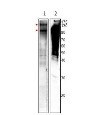 Western Blot: MSH4 Antibody [NBP3-12477]