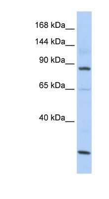 Western Blot: MSH5 Antibody [NBP1-58158]