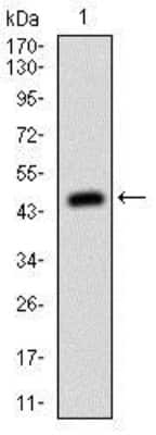 Western Blot: MSH6 Antibody (3E1)BSA Free [NBP2-37537]