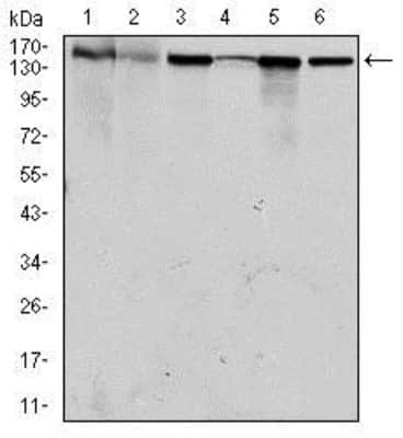 Western Blot: MSH6 Antibody (3E1)BSA Free [NBP2-37537]