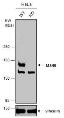 Knockout Validated: MSH6 Antibody [NBP1-33151]