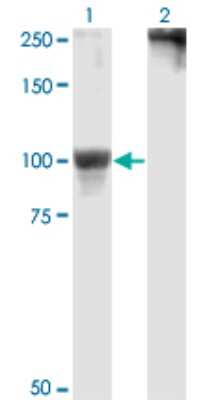 Western Blot: MSK1/RPS6KA5 Antibody (2B11) [H00009252-M01]