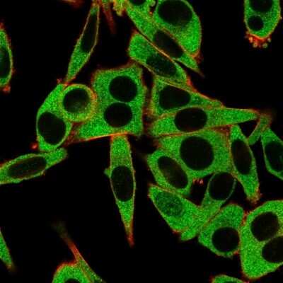 Immunocytochemistry/ Immunofluorescence: MSK1/RPS6KA5 Antibody (PCRP-RPS6KA5-1A8) [NBP3-07556]