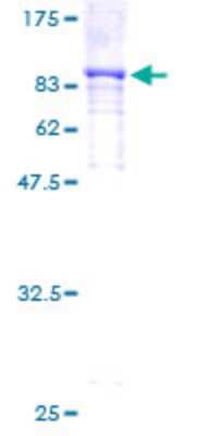 SDS-PAGE: Recombinant Human MSK1/RPS6KA5 GST (N-Term) Protein [H00009252-P01]