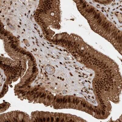 Immunohistochemistry-Paraffin: MSK2 Antibody [NBP1-87844]