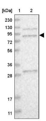 Western Blot: MSK2 Antibody [NBP1-87844]