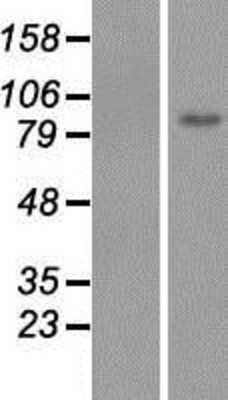 Western Blot: MSK2 Overexpression Lysate [NBP2-10759]