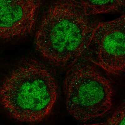 Immunocytochemistry/ Immunofluorescence: MSL1 Antibody [NBP1-90505]