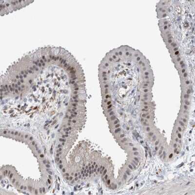 Immunohistochemistry-Paraffin: MSL1 Antibody [NBP1-90505]
