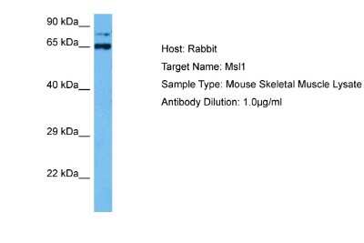 Western Blot: MSL1 Antibody [NBP2-85331]