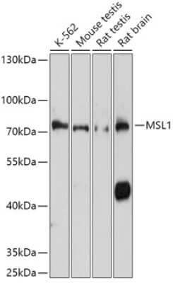 Western Blot: MSL1 AntibodyAzide and BSA Free [NBP2-94382]