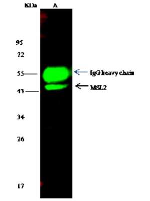 Immunoprecipitation: MSL2L1 Antibody [NBP2-99028]