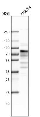 Western Blot: MSL2L1 Antibody [NBP1-83853]