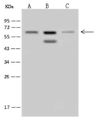 Western Blot: MSL2L1 Antibody [NBP2-97602]