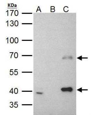 Immunoprecipitation: MSL3L1 Antibody [NBP2-19419]