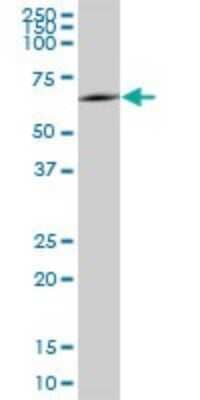 Western Blot: MSL3L1 Antibody [H00010943-B01P]