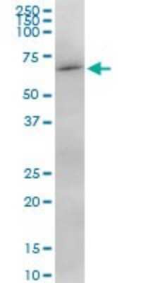 Western Blot: MSL3L1 Antibody [H00010943-B01P]