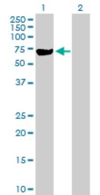 Western Blot: MSL3L1 Antibody [H00010943-B01P]