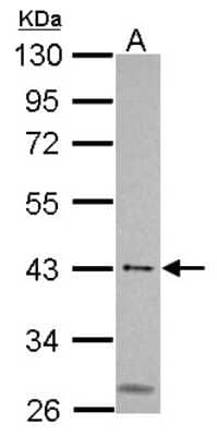 Western Blot: MSL3L1 Antibody [NBP2-19419]