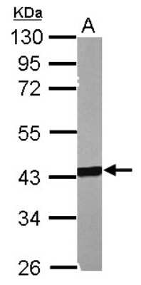 Western Blot: MSL3L1 Antibody [NBP2-19419]