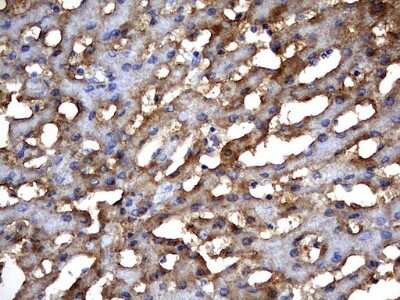 Immunohistochemistry: MSRB3 Antibody (OTI2A2) [NBP2-46023]