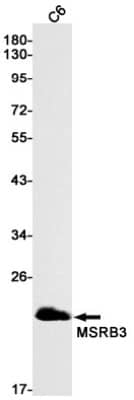 Western Blot: MSRB3 Antibody (S03-9C6) [NBP3-19701]